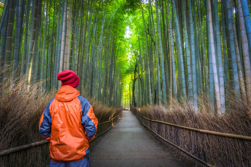 Person hiking in bamboo forest on a solo hike.